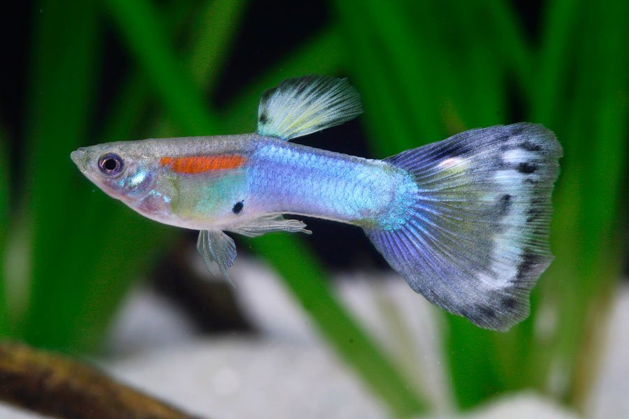  Guppy  Electric Blue Colors  Farm