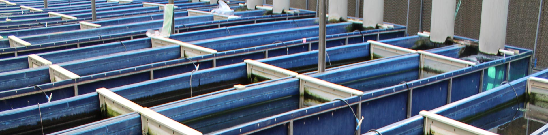 fish farm