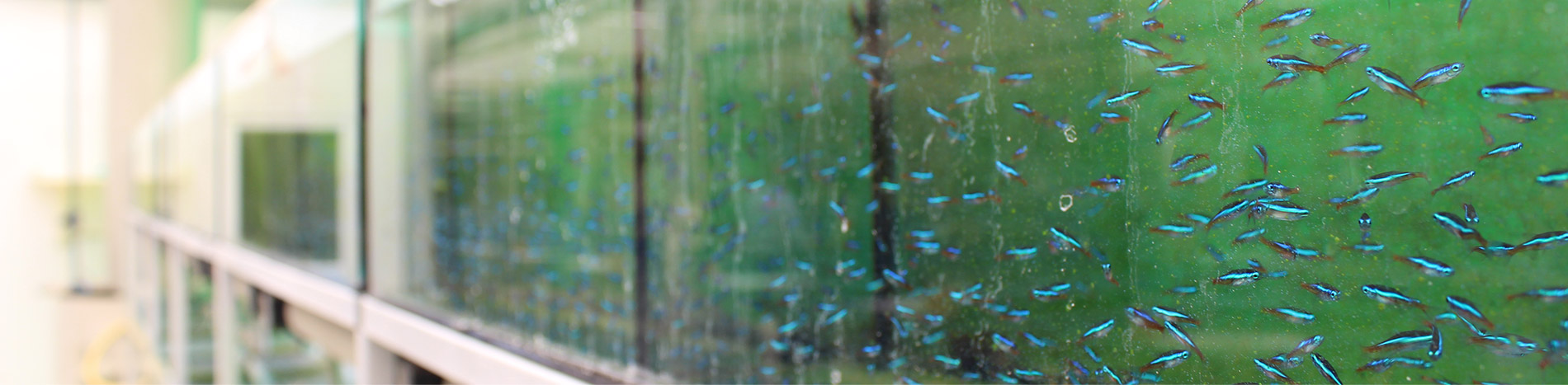 fish farm