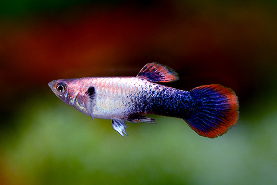  Guppy  Purple Colors  Farm